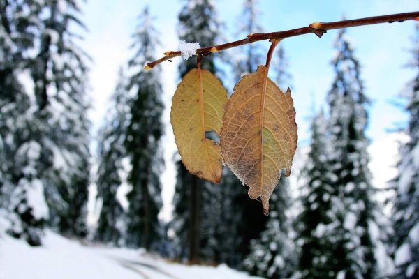 Herbstblätter mit Winterlandschaft im Hintergrund. ©pixabay.com