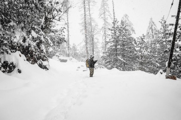 Schneefall im Wald ©unsplash.com -https://unsplash.com/photos/MTHDC2LrYJI