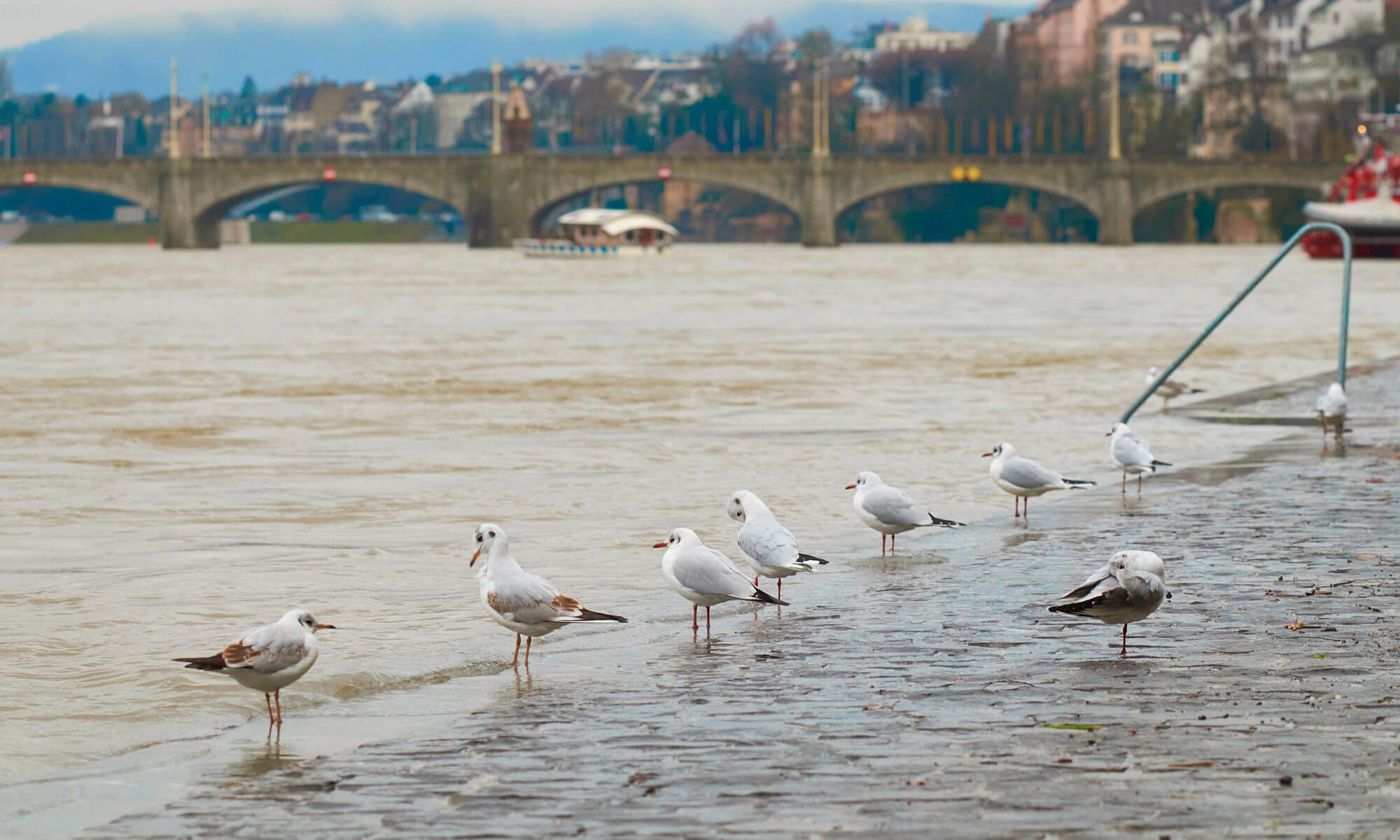 Hochwasser Rhein Basel © Hans-Jörg Walter