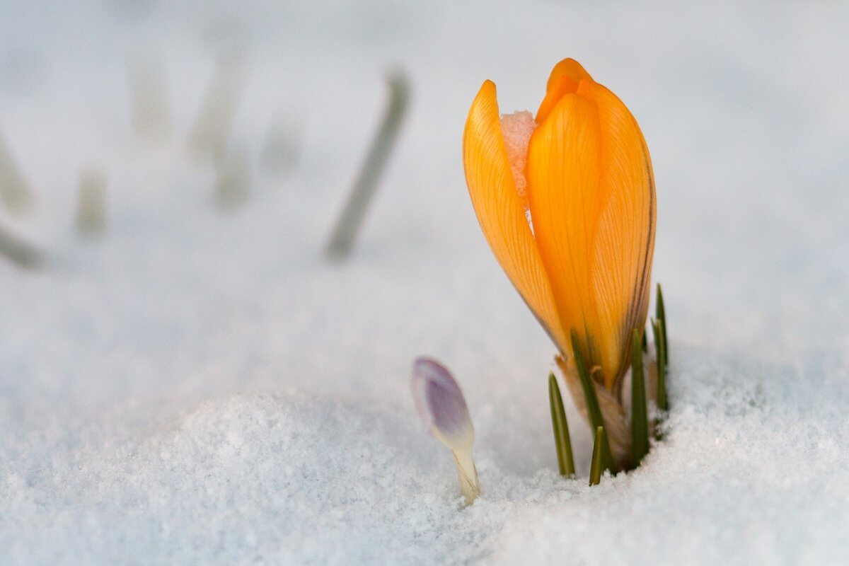 Frühling vs. Winter, ein hartes Duell. © pixabay