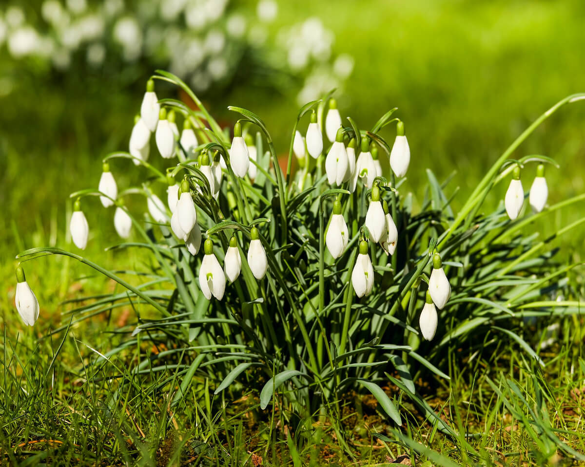 Blühende Schneeglöckchen im Gras ©pixabay_Couleur