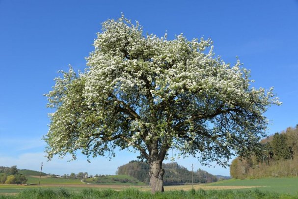 Apfelblüte im Frühling - pixabay.com