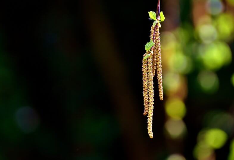 Pollensaison: Blüte der Birke steht bevor