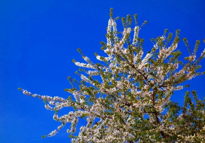 Kirschblüte im Frühling. Bild: pixabay.com