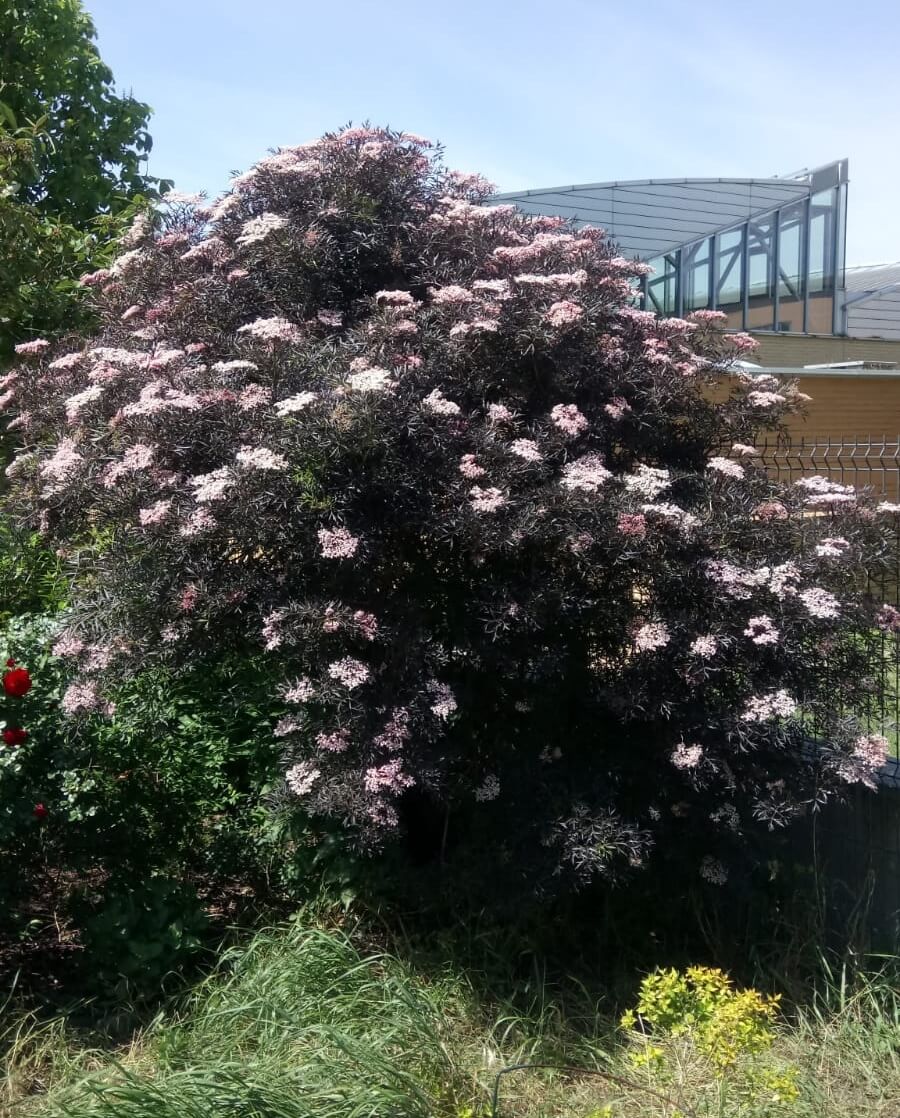 Holunderblüte in Wien. © N. Zimmermann