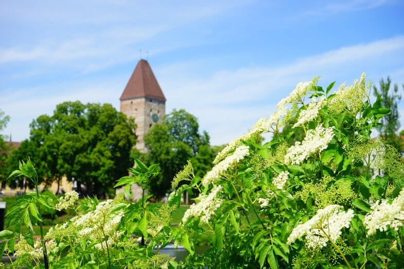 Phänologischer Frühsommer – Holunderblüte