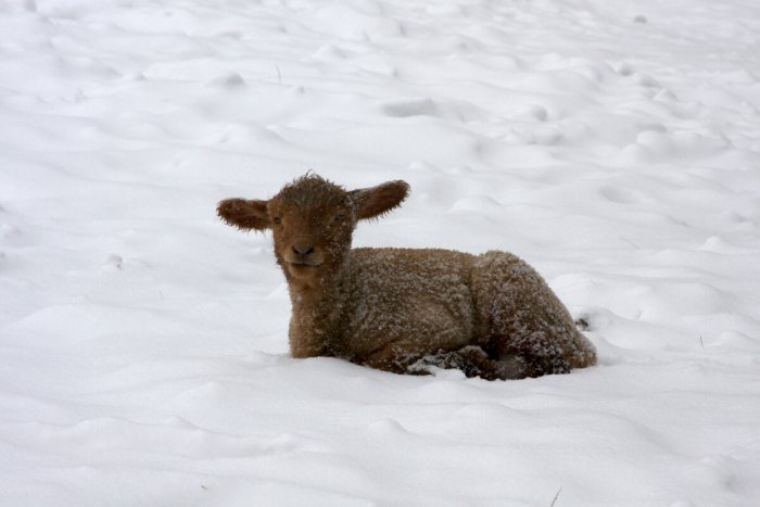 Schaf im Schnee ©shutterstock