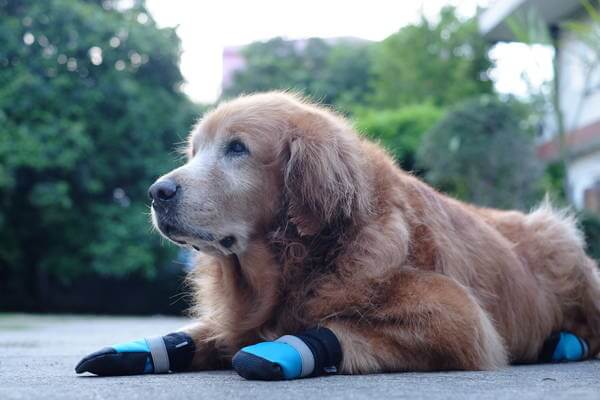 Hund mit Schuhe