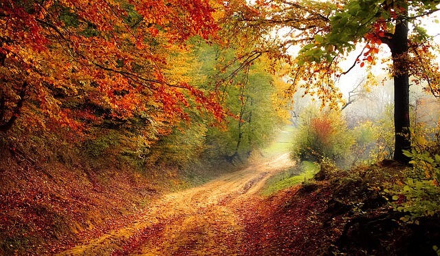 Bunte Wälder im Herbst - pixabay