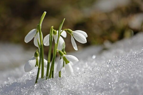 Schneeglöckchen im Frühling - pixabay.com