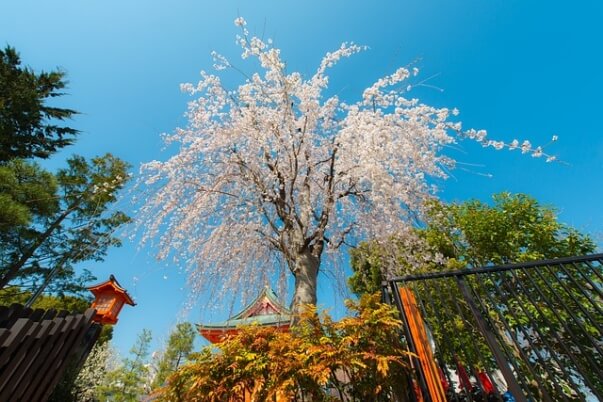 Hanami – Das japanische Kirschblütenfest