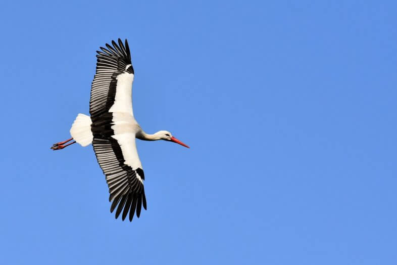 Die Zugvögel kommen zurück