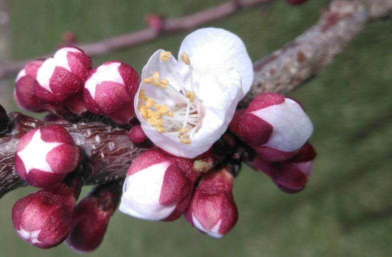 Marillenblüte startet um 3 Wochen zu früh