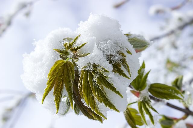 Belaubte Bäume biegen sich unter der Schneelast.