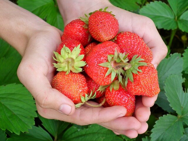 Erdbeeren gehören zu den beliebtesten Früchten.