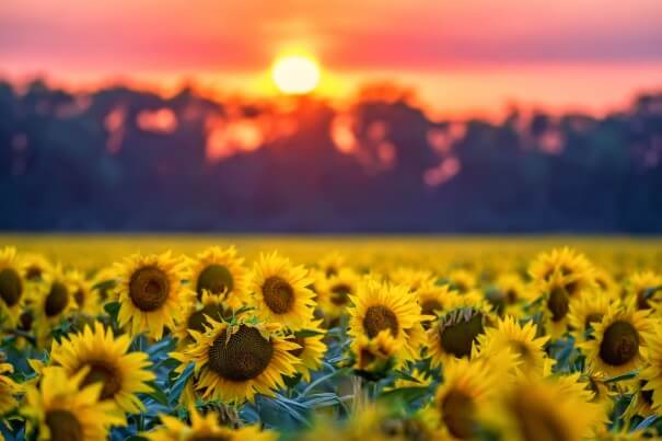 Sonnenblumen im Sommer - AdobeStock