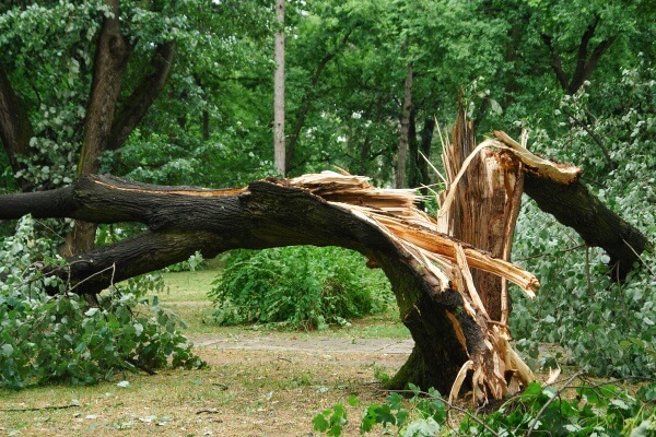 Sturmschaden - umgestürzter Baum