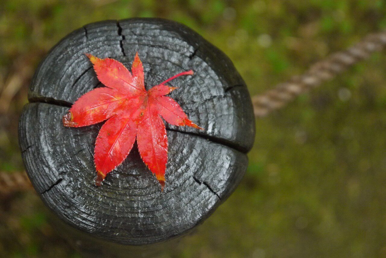 Der Herbst kommt. Bild © www.pixabay.com