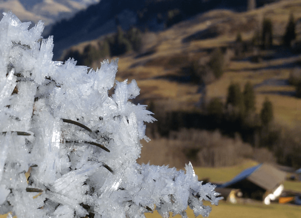 Raureif im Winter