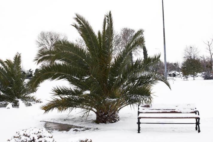 Palmen im Schnee - Adobe Stock