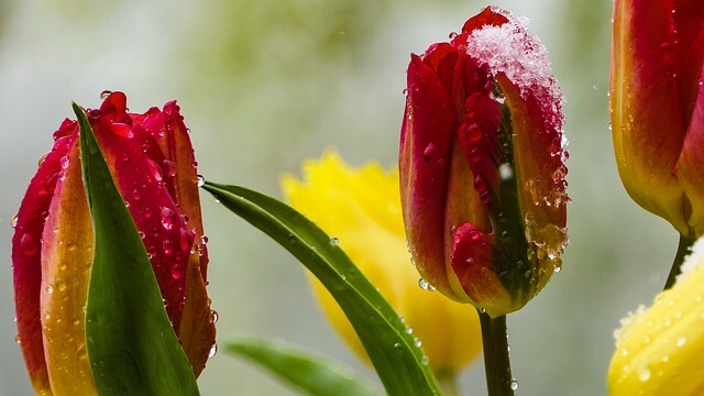 Quelle: https://pixabay.com/photos/tulips-red-yellow-flowers-snow-4179379/
