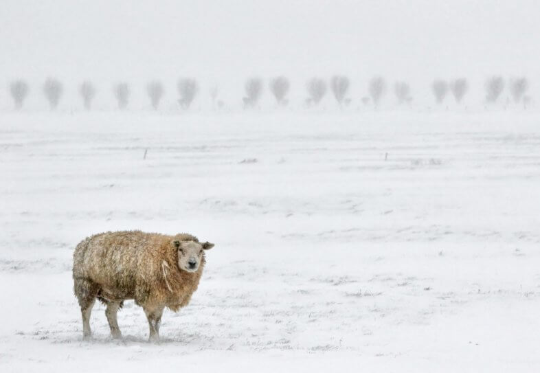 Die Schafskälte