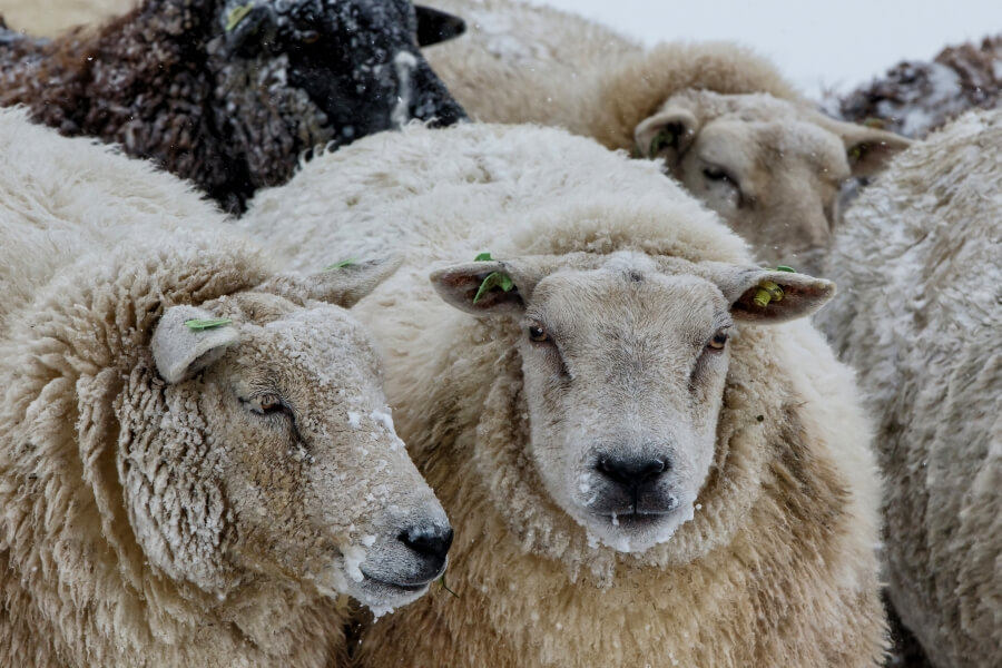 Schaf im Schnee