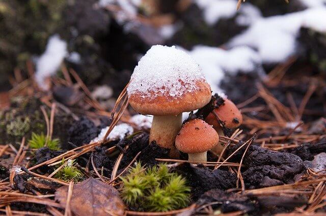 Der erste Schnee im Herbst. Quelle: https://pixabay.com/photos/the-first-snow-mushrooms-nature-1800429/