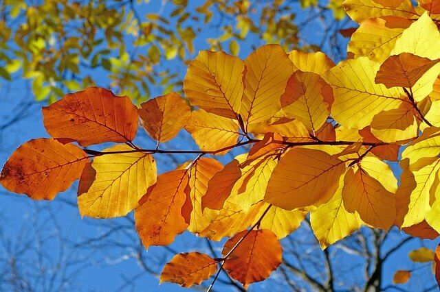 Farben im Herbst - pixabay.com / claude05alleva