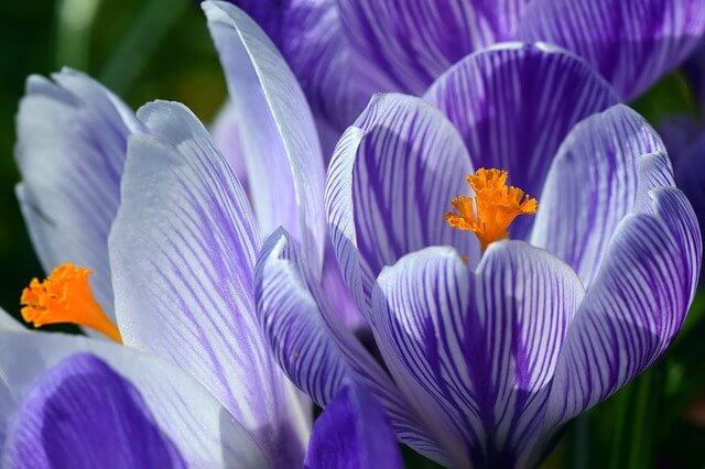 Quelle: https://pixabay.com/photos/crocus-spring-purple-stripes-3273747/
