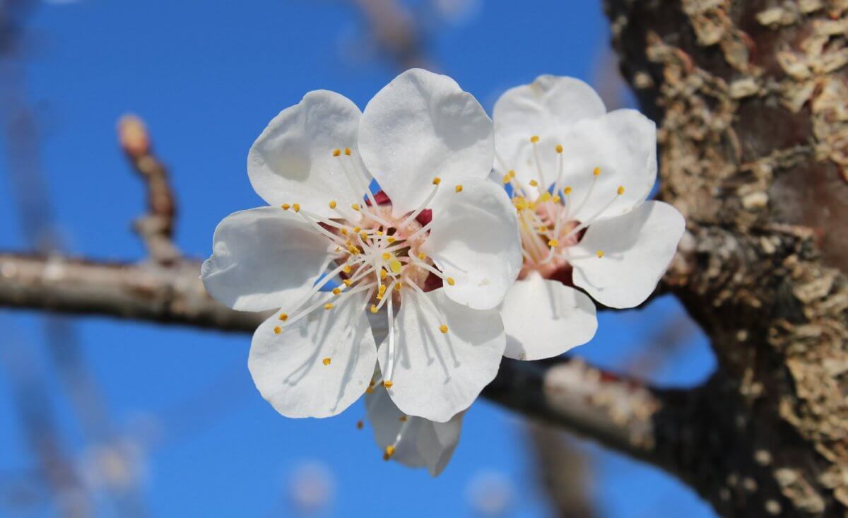 Phänologischer Frühlingsbeginn: Wenn die Pflanzenwelt erwacht