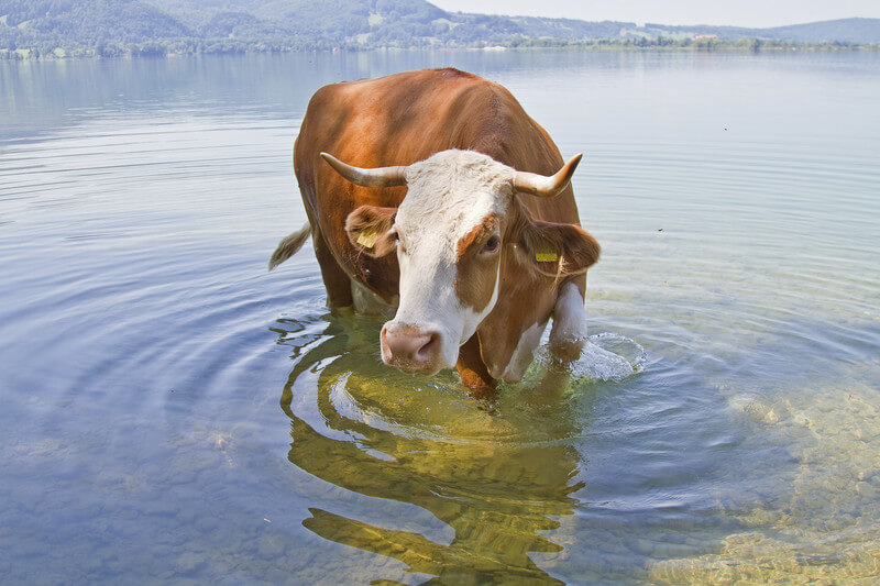 Kuh begibt sich an einem heißem Sommertag zur Abkühlung ins Wasser @ https://stock.adobe.com
