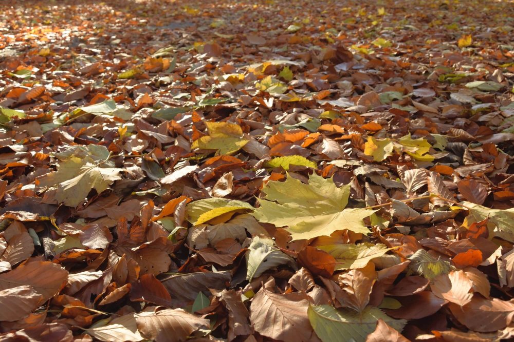 Goldener Herbst: Hoch SILVI bringt weiterhin oft sonniges Wetter