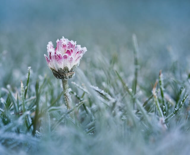 Morgenfrost im Frühling - pixabay.com