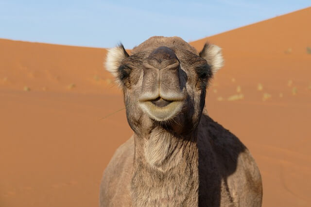 Kamel in der Sahara-Wüste - www.pixabay.com
