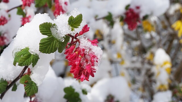 Schnee im Frühling - pixabay.com