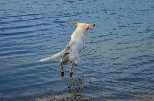 Hund springt ins Wasser - pixabay.com
