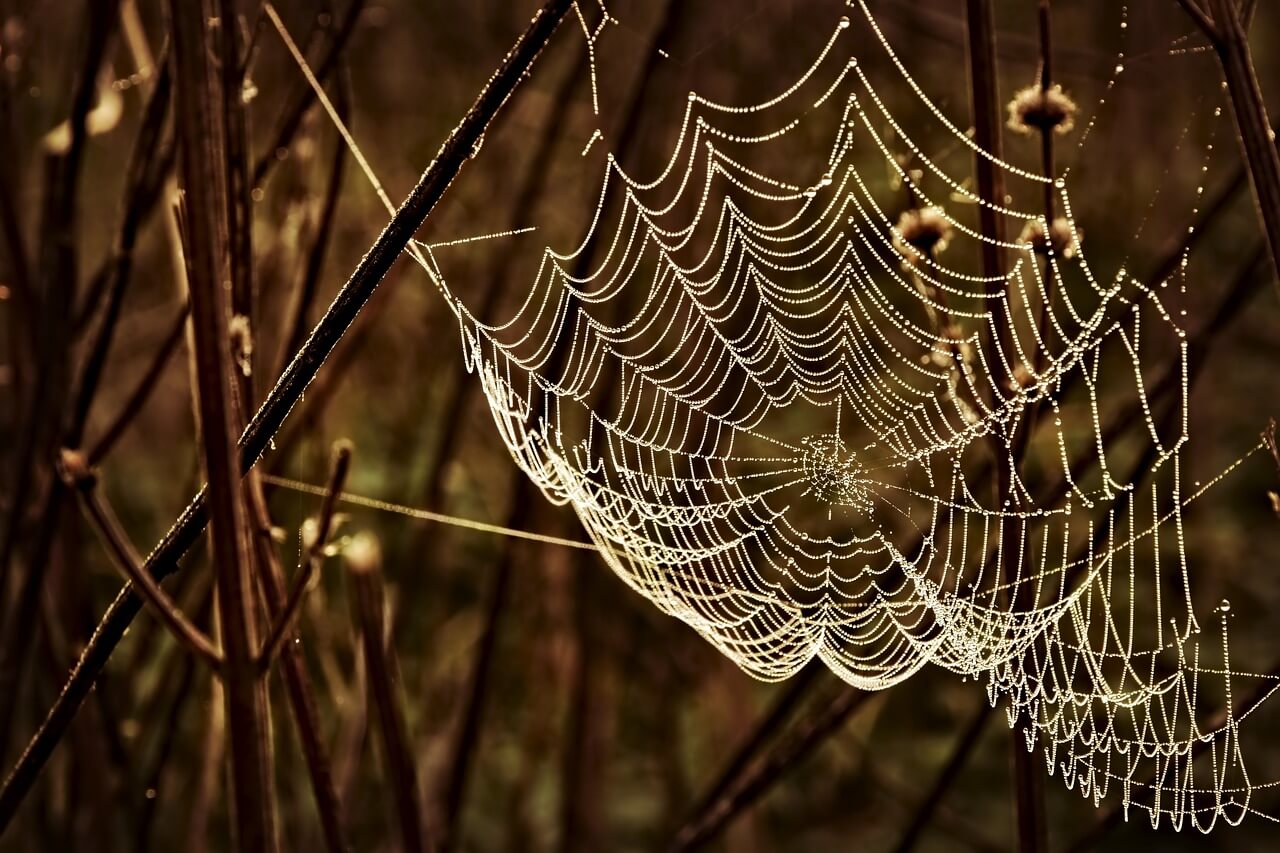 Spinnennetz als Herkunft des Begiffs Altweibersommer © https://pixabay.com/de/photos/spinnennetz-wasserperlen-4571556/
