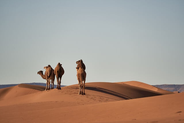 Kamele in der Sahara-Wüste - www.pixabay.com