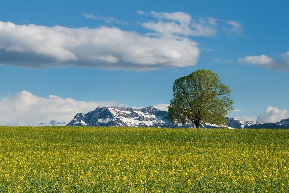 Rapsfeld im Frühjahr. Bild von R. Kunze auf pixabay.com