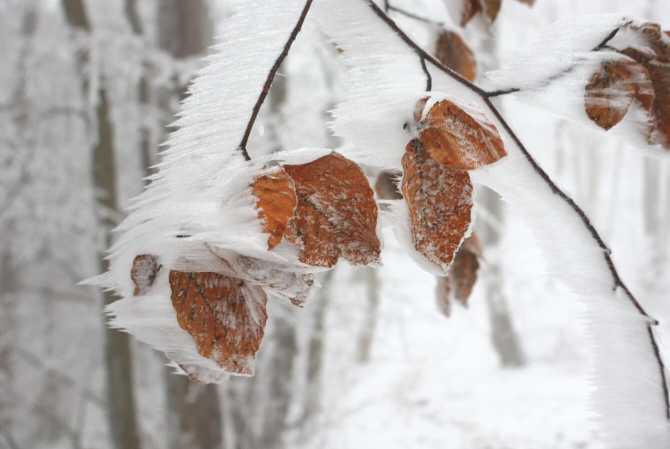 Raueis bei Frost