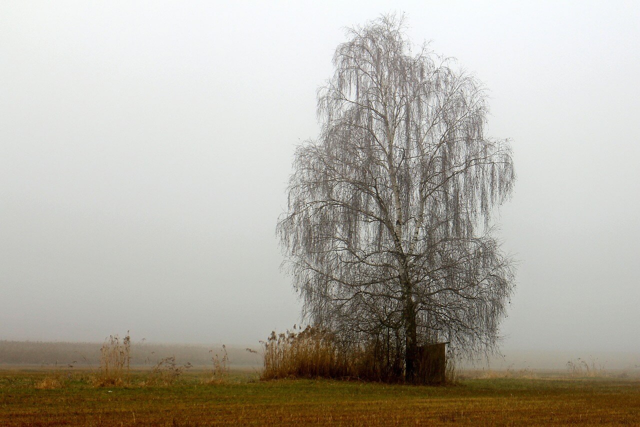 Birke in schneeloser Landschaft © https://pixabay.com/photos/landscape-meadow-fog-haze-tree-227885/