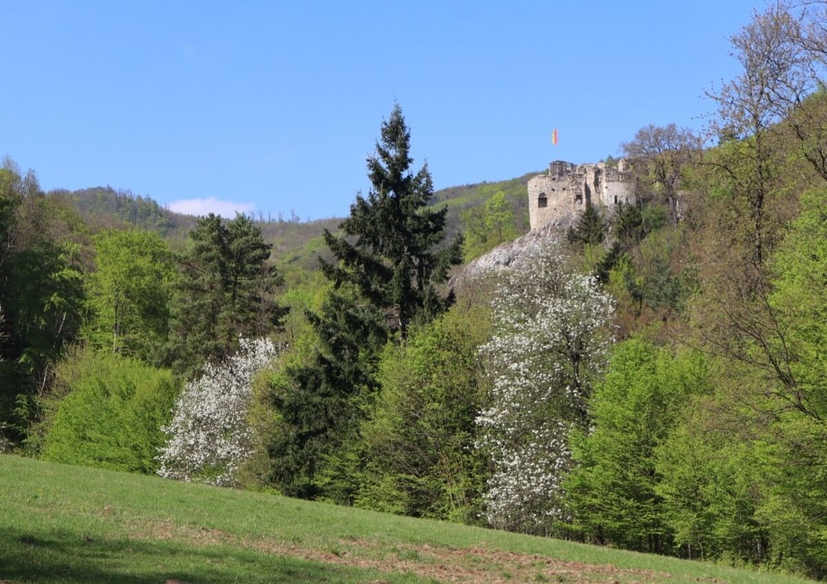 Frühlingswetter im Wienerwald im April 2025. © N. Zimmermann
