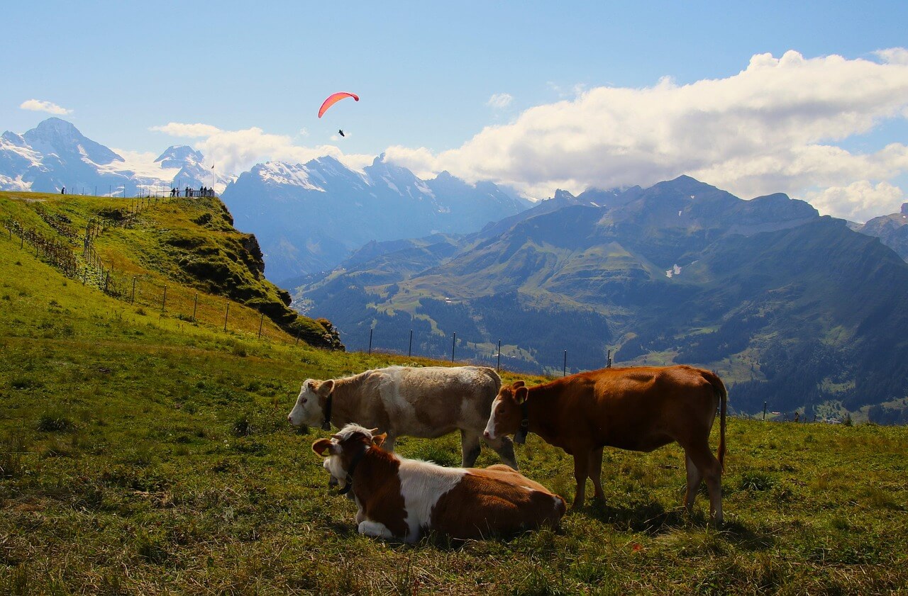 Kuh in den Bergen