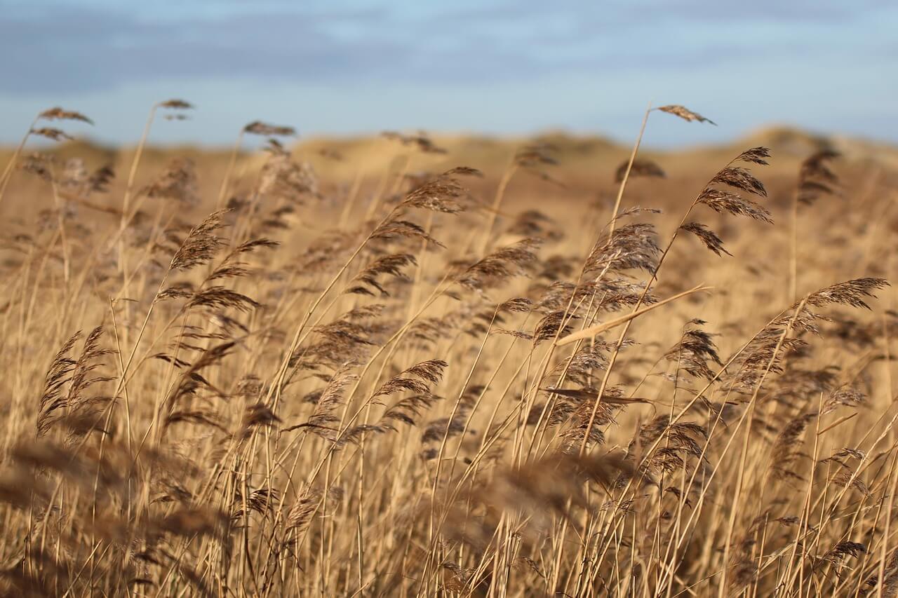 Seegras im Wind © https://pixabay.com/photos/reeds-north-sea-nature-landscape-7698331/