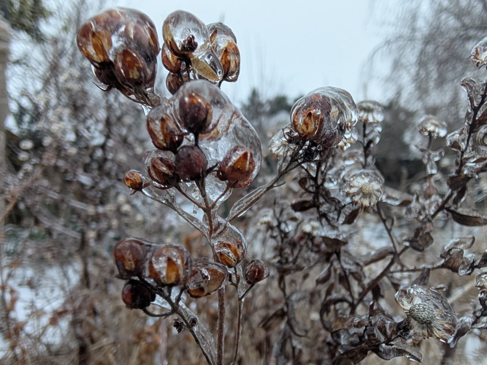 Vom Eisregen überzogene Vegetation in Wien Simmering am 13.01.2026 - Daniel Eßletzbichler Storm Science Austria https://www.stormscience.at/