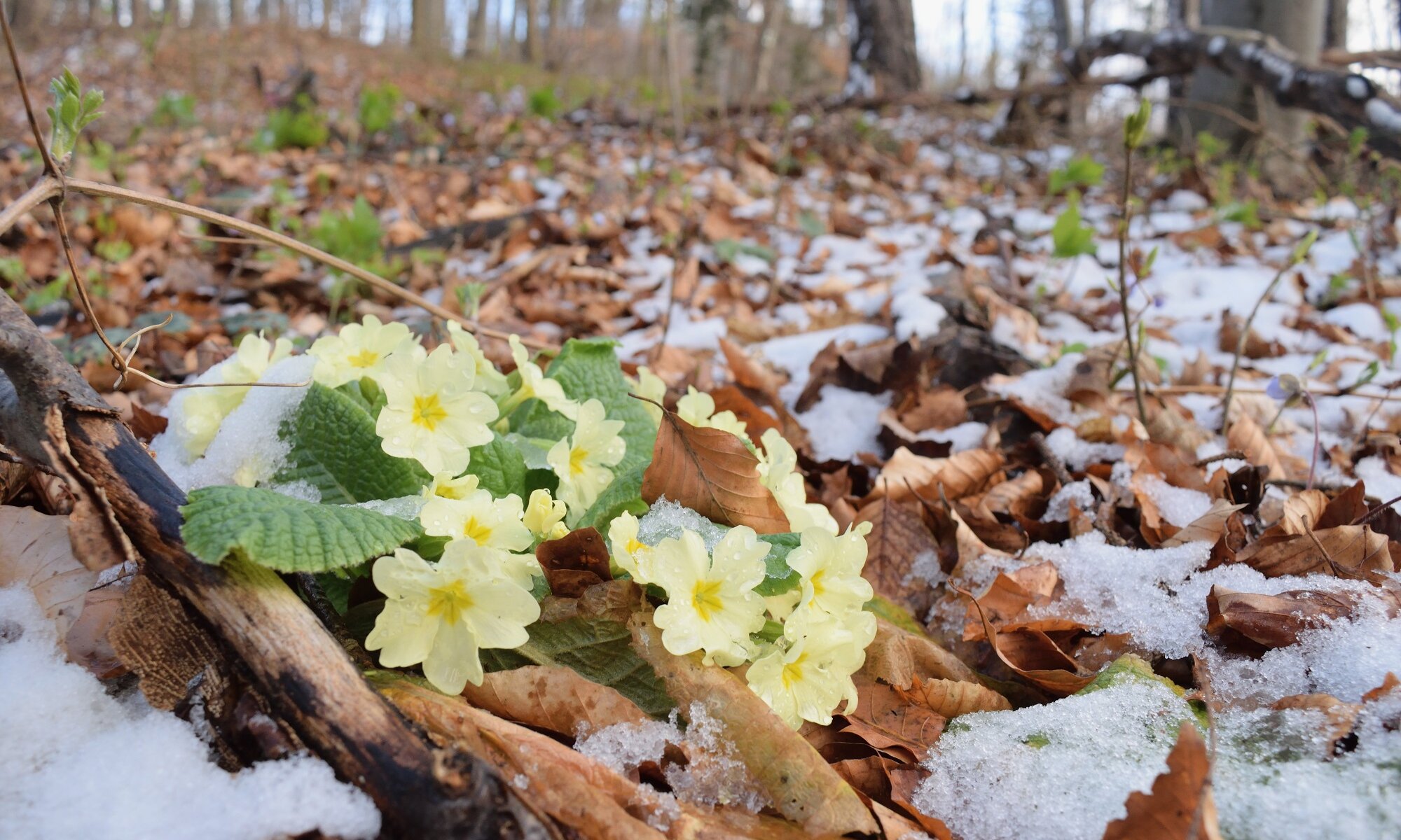 Schnee Frühling