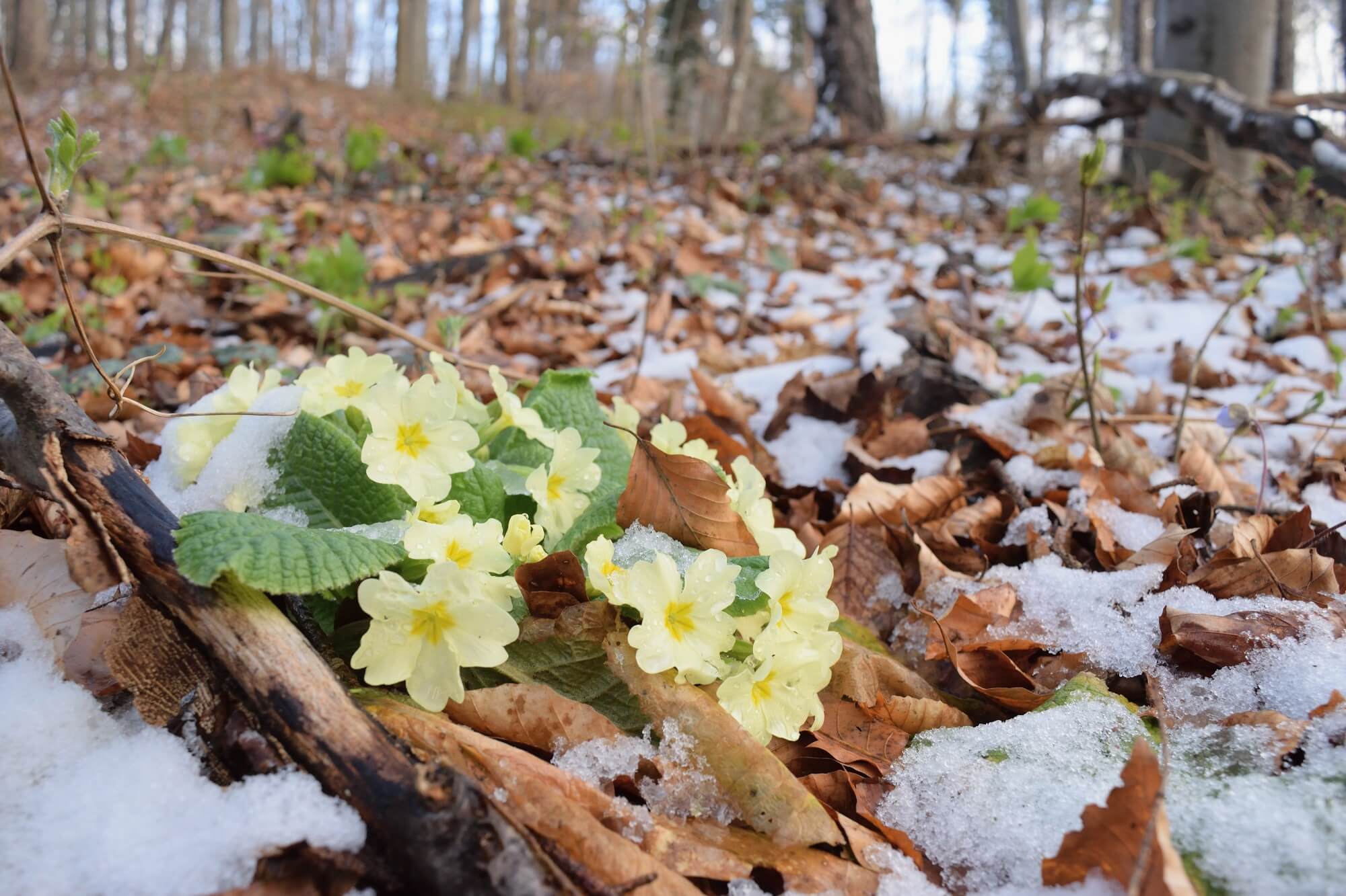 Schnee im Frühling. © N. Zimmermann