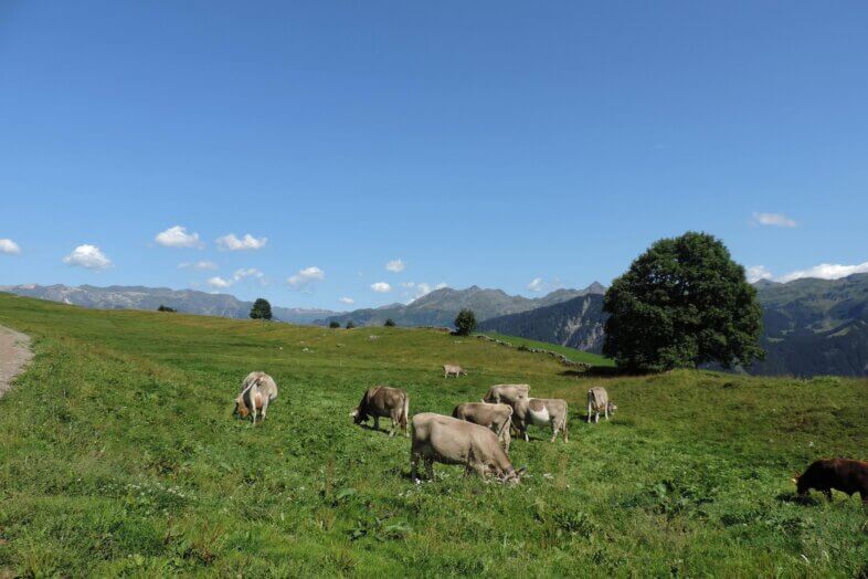 Am Freitag verbreitet sonnig