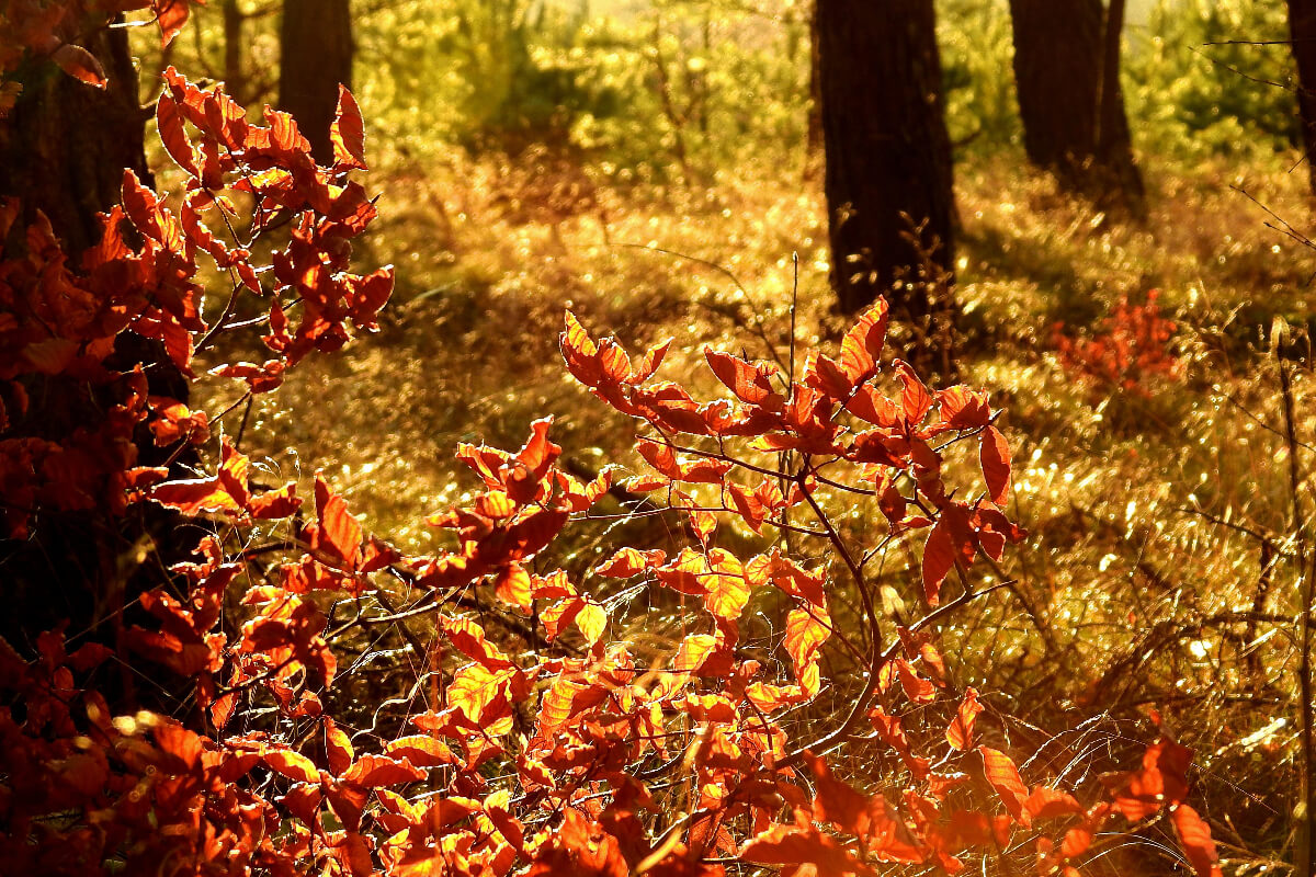 Herbst